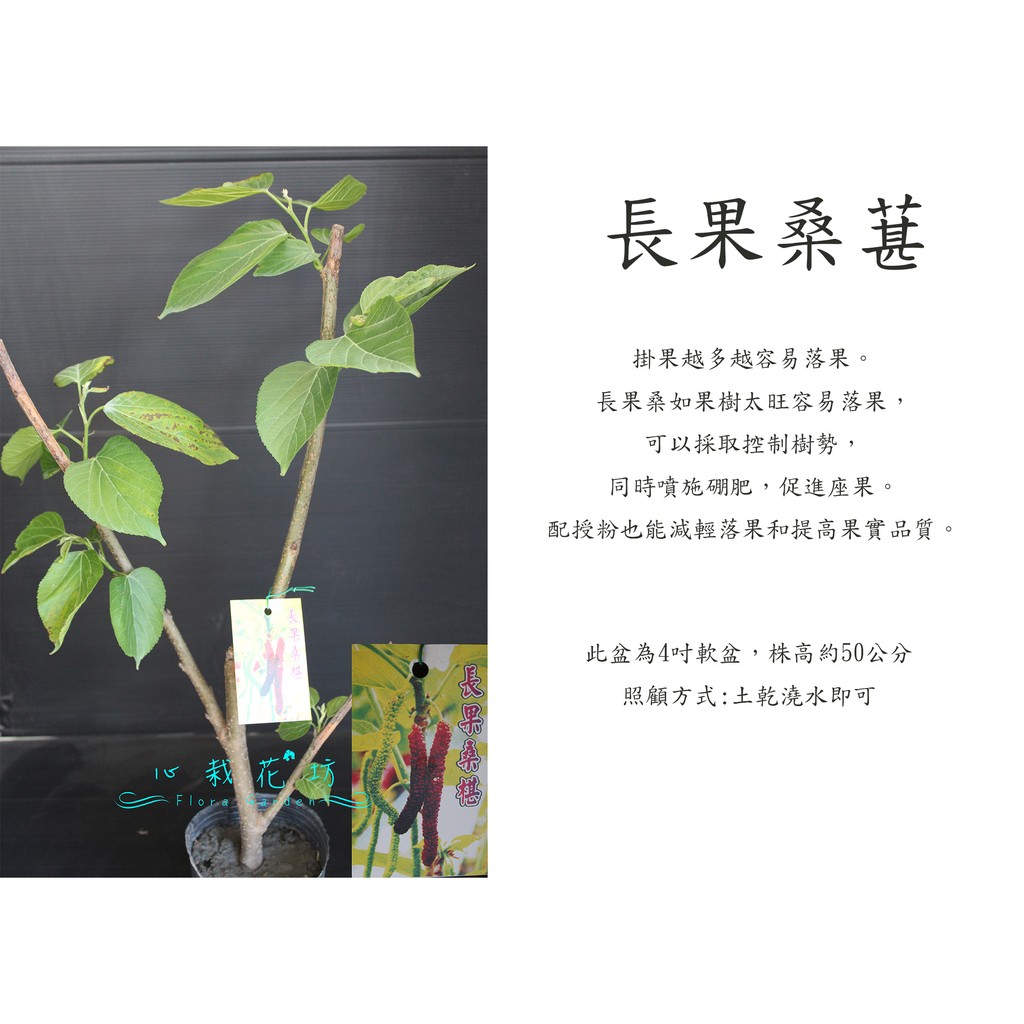心栽花坊-長果桑葚/4吋/水果苗/售價200特價160
