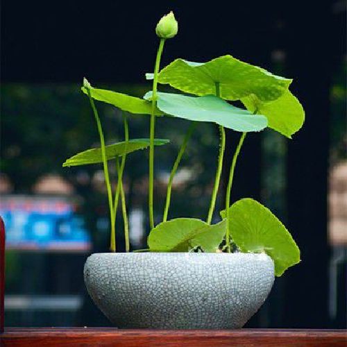 當年開花種球 小型碗蓮苗根莖帶花根塊水生微型小荷花種藕荷花苗碗蓮根蓮花根 優質種球保障 蝦皮購物