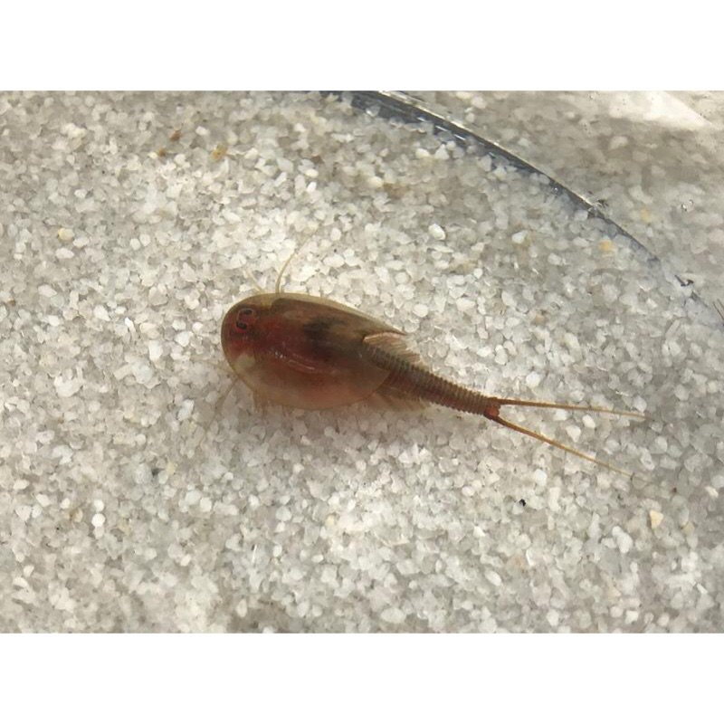 ~蝦樂樂~ 活化石 澳洲三眼恐龍蝦補充包(Triops australiensis) 30~50顆卵裝。-新品種-