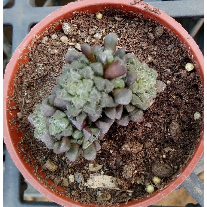 花吹雪多肉植物室內植物室外植物觀賞植物 蝦皮購物