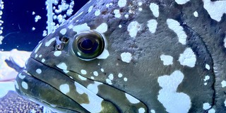 森湖水族 線上商店 蝦皮購物