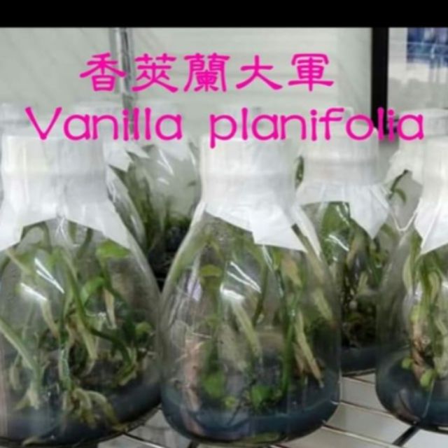 永安蘭園 瓶苗 香莢蘭 香草蘭 Vanilla_planifolia 3瓶(每瓶約20苗)