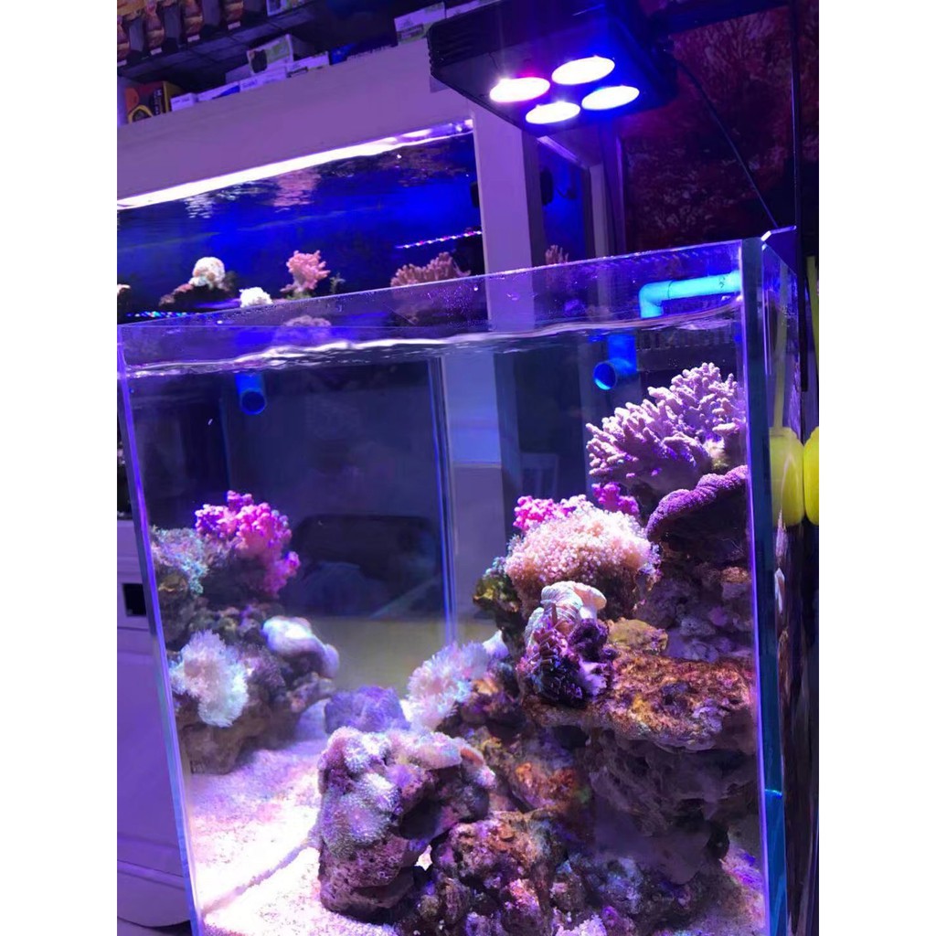 下殺冠科gako 52w 海水燈6通道調光日出日落海缸珊瑚缸海水魚缸led燈lps Sps照明水族夾燈 蝦皮購物