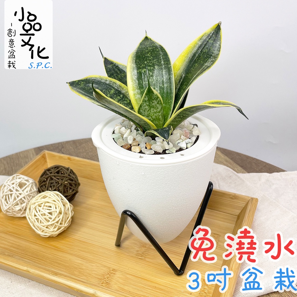 【小品文化】虎紋金邊虎尾蘭【現貨】3吋蛋型免澆水盆栽 懶人盆栽 觀葉植物 室內植物 自動吸水 創意花盆 居家辦公盆花