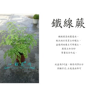 Image of 心栽花坊-鐵線蕨/5吋/蕨類/觀葉植物/綠化植物/售價150特價120