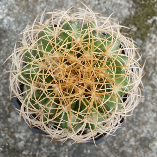 蜘蛛丸 蝦皮購物