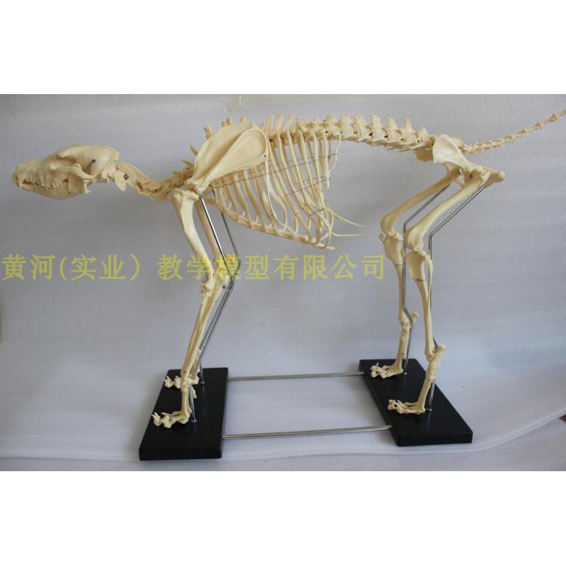 醫學模型 狗骨模型骨標本狗解剖狗骨架犬犬骨模型犬骨架動物模型 蝦皮購物