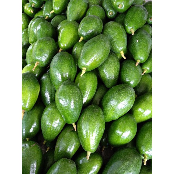 大內酪梨 季節性限量 紅心圓 黑金晚生 酪梨自產自銷現採5斤已售完 蝦皮購物