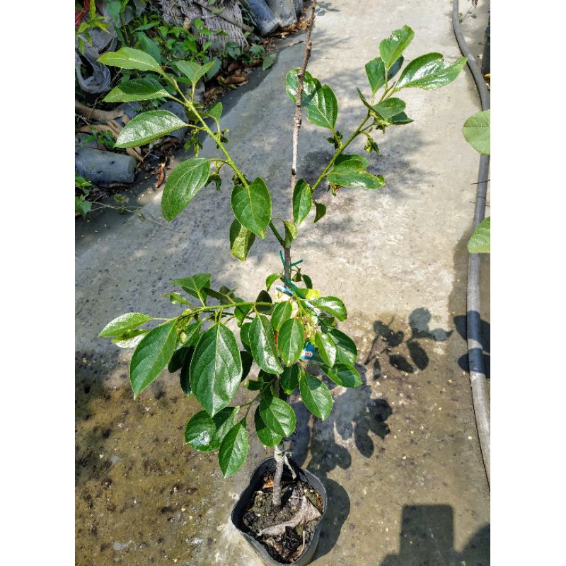 蜜柿筆柿蜜柿苗筆柿苗柿子苗水果苗嫁接苗 蝦皮購物
