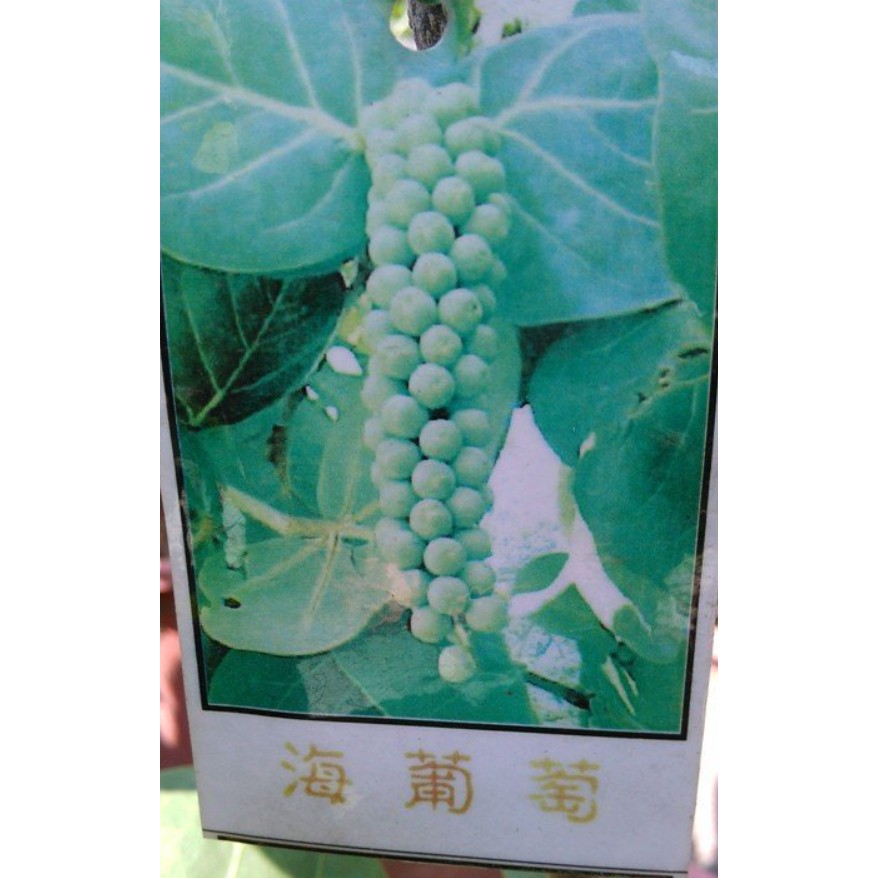 花囍園 水果苗 海葡萄 木本植物 果實成熟後為黃綠色 6吋 蝦皮購物