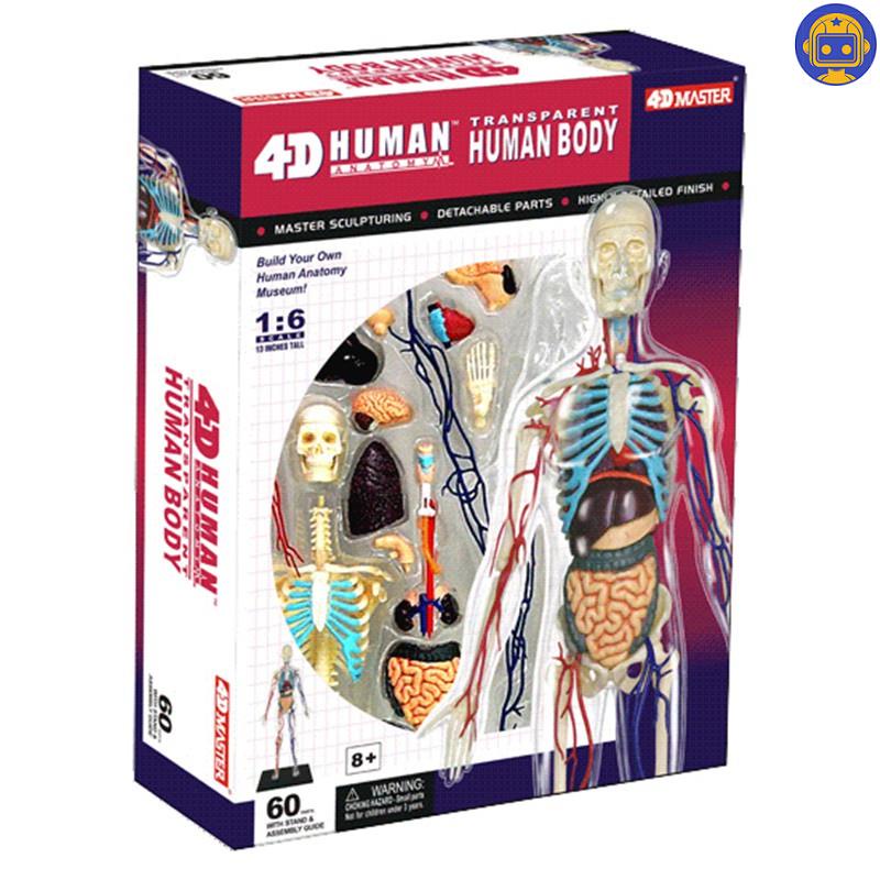 クライマックスセール再値下げ その他 上肢模型 人体解剖模型 15分解 鉄台付き J 114 4 Ds 送料無料 Moenvironment Org