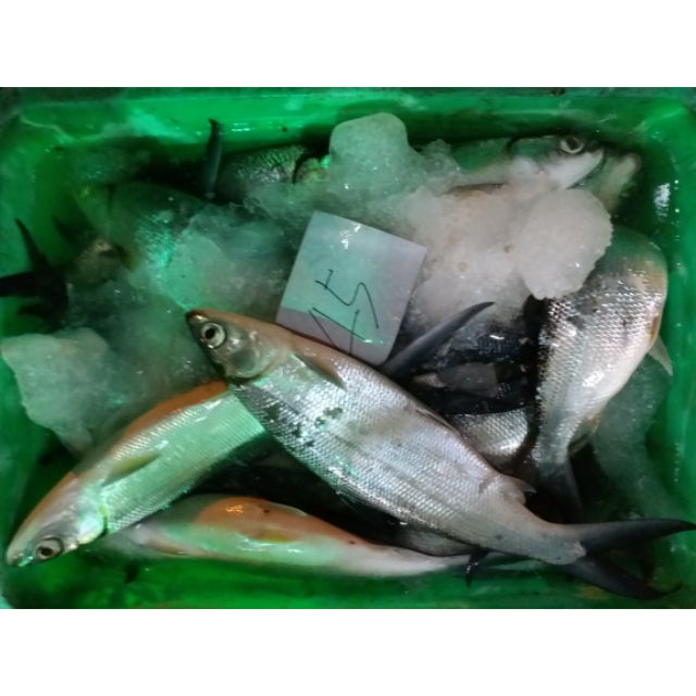 鹹水虱目魚 中尾 6 8尾入不等 蝦皮購物