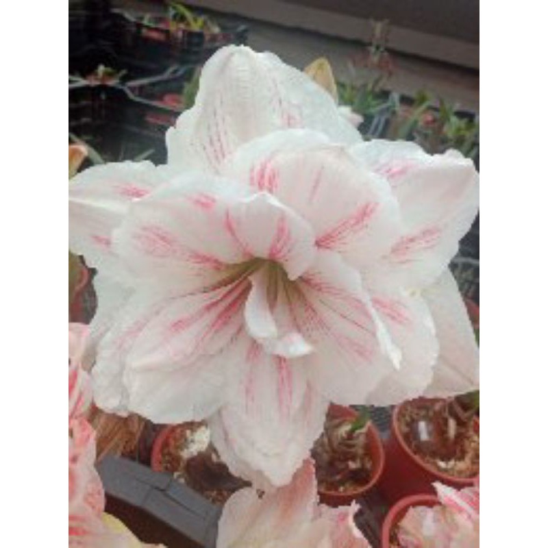 孤挺花球根水彩畫 已開過花 22 春天才會再開 蝦皮購物