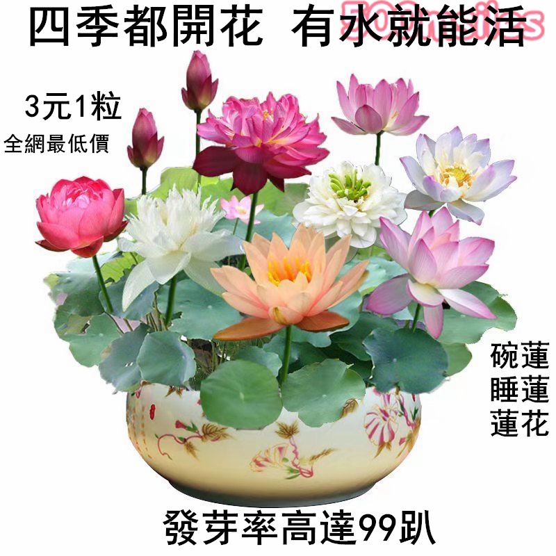 高仿錶 現貨 小品文化 金邊虎尾蘭 4吋透明懶人盆栽 加水更方便 觀葉植物 室內植物 自動吸水 水培 創意花盆 居家辦公盆花 I Position 優惠推薦