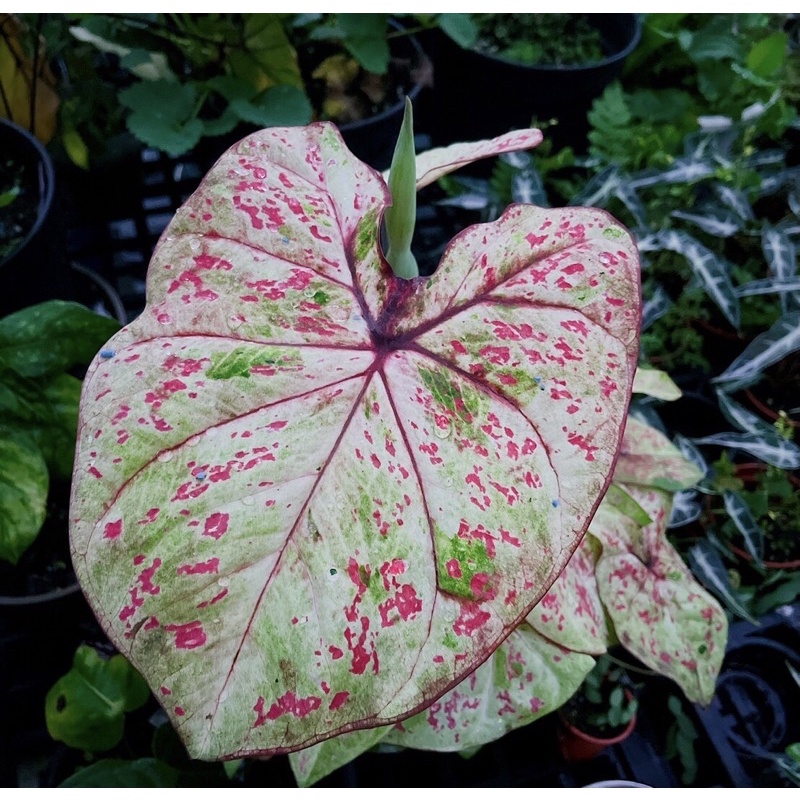 米蘭彩葉芋 ig 網紅 植物迷熱銷款 室內觀葉植物 小品