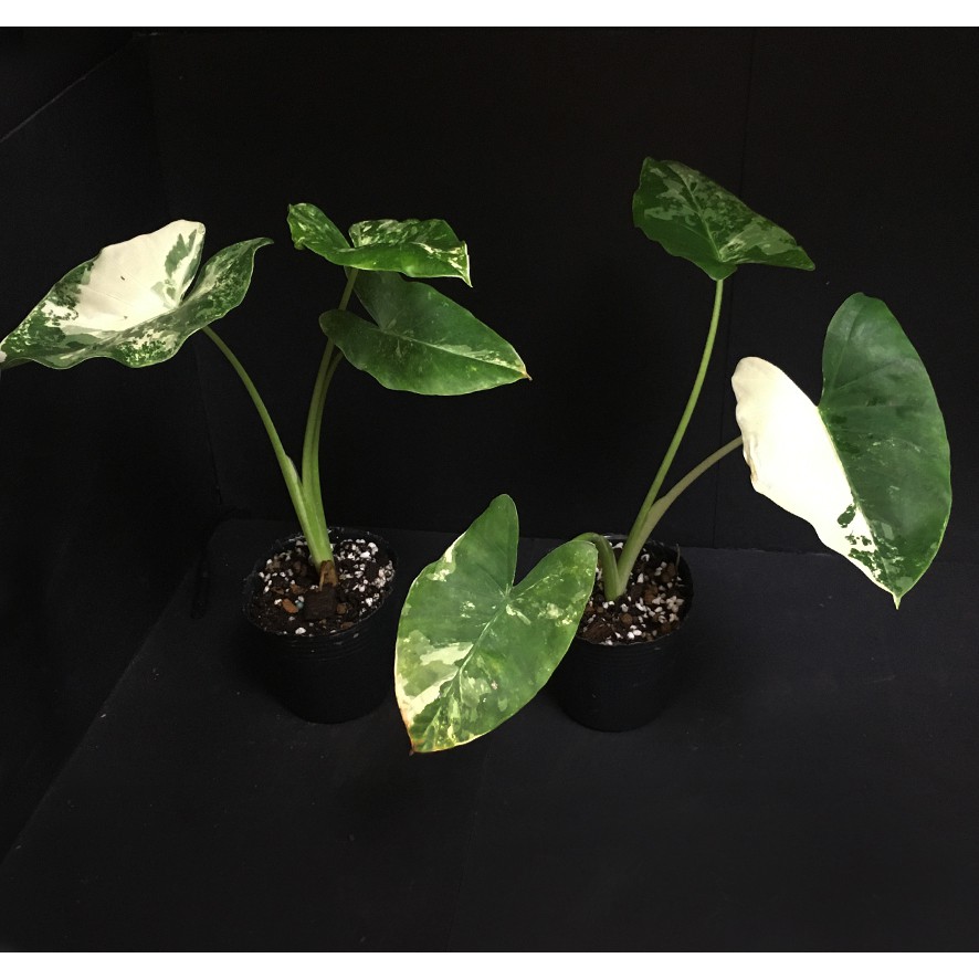 《那間觀葉植物店》斑葉姑婆芋 ( Alocasia odora 'Variegated' ) 雨林 / 觀葉植物