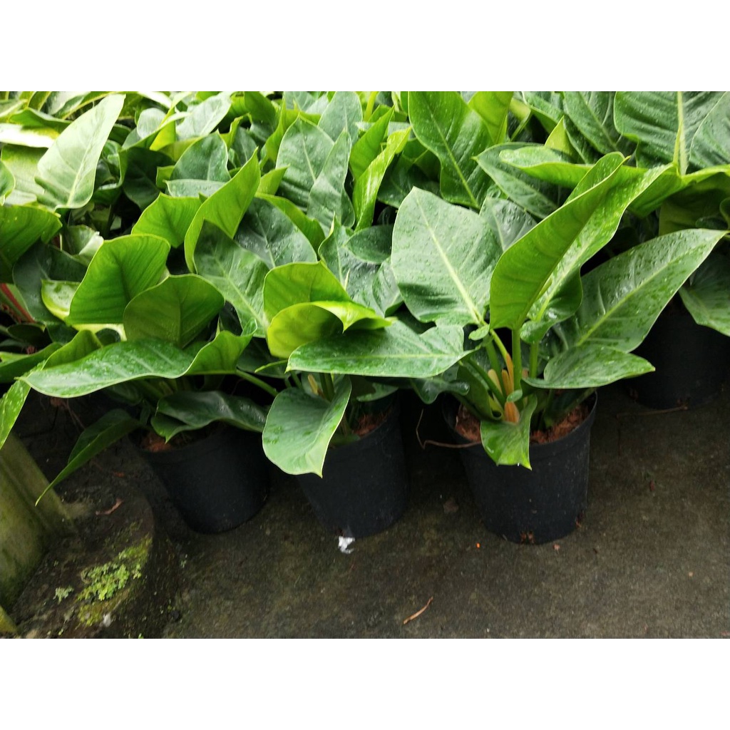 ☈綠玫☈觀葉植物☈綠帝王蔓綠絨☈7/8吋盆☈高約20-30cm(無法超取)