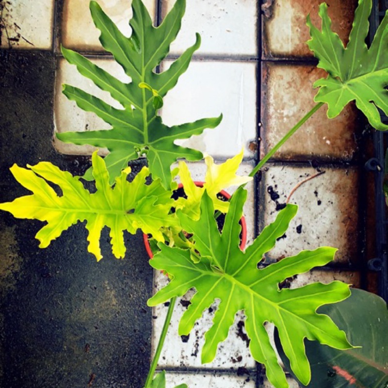 斑葉小天使裂葉蔓綠絨 Philodendron selloum  "variegated"