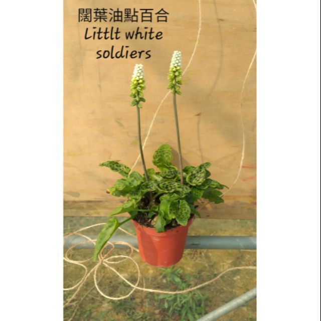 闊葉油點百合3吋盆 蝦皮購物