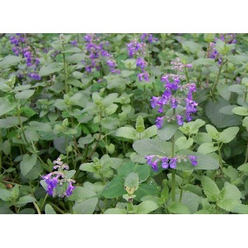 紫花貓薄荷 那裏買最便宜商品推薦 21年8月 飛比價格