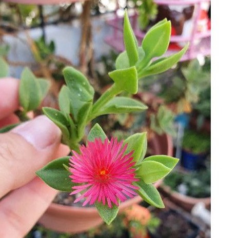 多肉植物 太陽玫瑰 花蔓草枝條 下標才剪枝 蝦皮購物