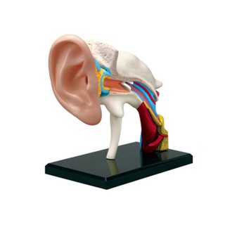 4D MASTER益智拼裝玩具人體耳道器官解剖模型醫學教學DIY科普用