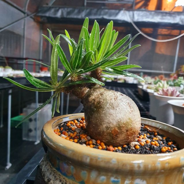 Find X 找肉象牙宮塊根植物多肉植物稀有塊根 蝦皮購物