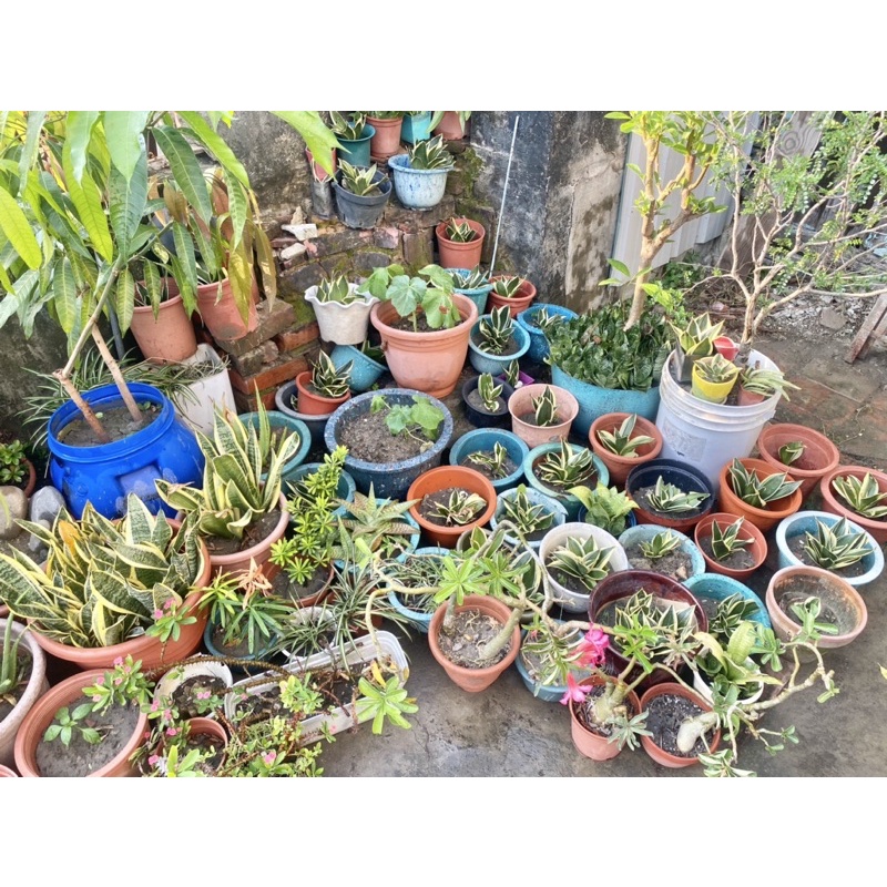 尼基羅葉 Ptt Dcard討論與高評價網拍商品 2021年11月 飛比價格