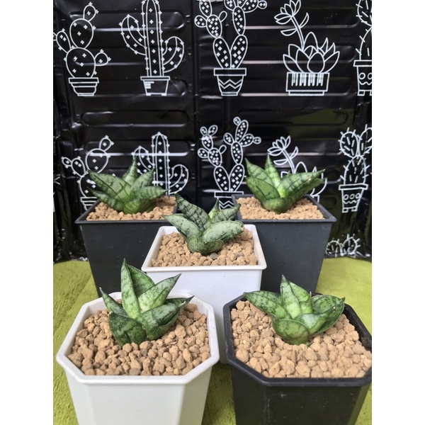 姬佛手虎尾蘭 迷你佛手虎尾蘭 小型品種淨化空氣多肉植物 蝦皮購物