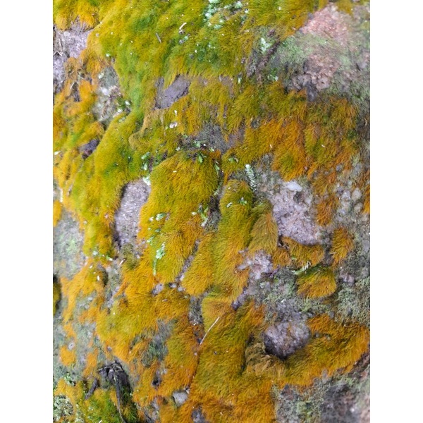 妞妞花園 微景觀 黃金藻 5＊5 cm150元
