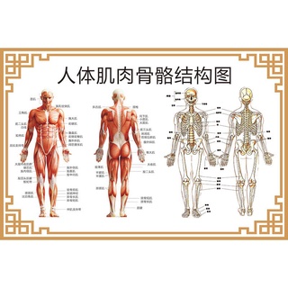 【台灣爆款熱賣】人體骨骼結構圖肌肉分佈示意圖脊柱肩頸器官解剖掛圖醫院宣傳海報 MLBA