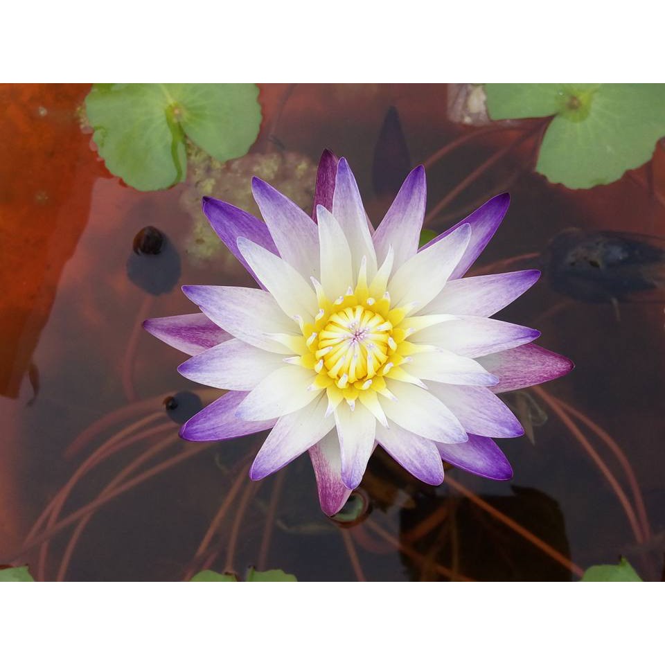 紫喬伊 開花成株睡蓮 蝦皮購物