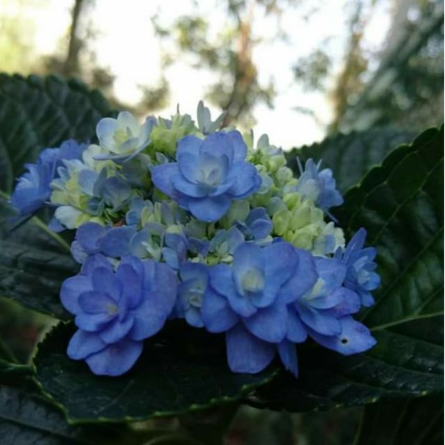 日本紫陽花 瀧多 蝦皮購物