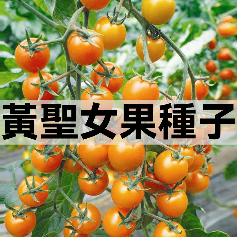 超甜黃珍珠櫻桃小番茄種子 小西紅柿種子 紅聖女果種子 水果聖女果種籽 四季易種水果種子 蔬菜種子