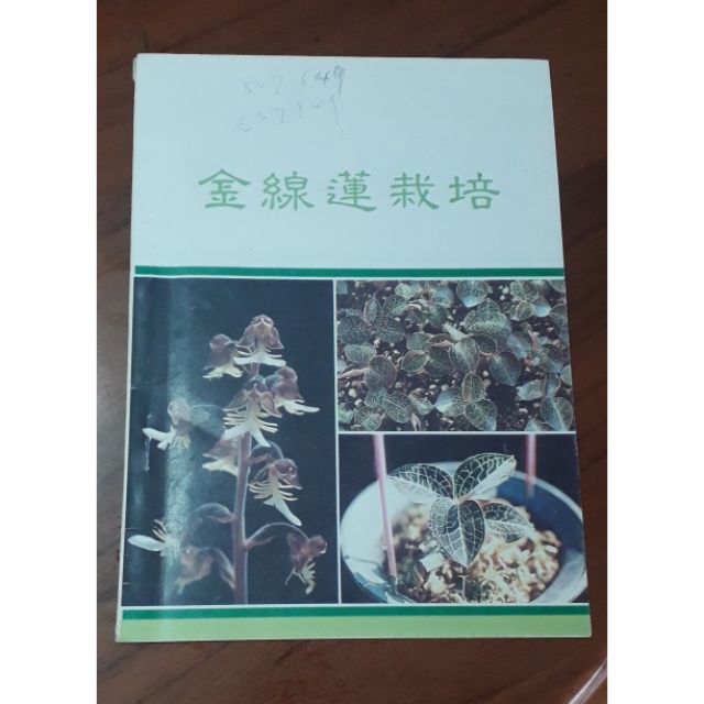 金線蓮栽培 置於1箱 蝦皮購物