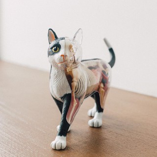 現貨 正品 4D MASTER 黑白貓益智拼裝玩具 動物模型 貓解剖模型 貓咪模型