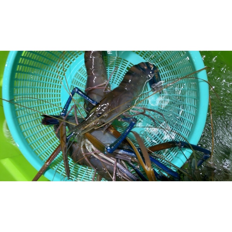 活跳跳泰國蝦， 中蝦一斤約12-15隻~魚塭現抓~最新鮮的蝦子~