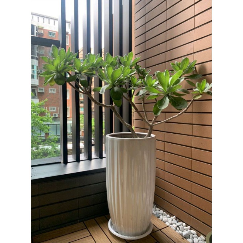 吉園淯 台南農場 室外室內中大型植物 白水木蒲葵千年木圓扇淨化空氣 蝦皮購物