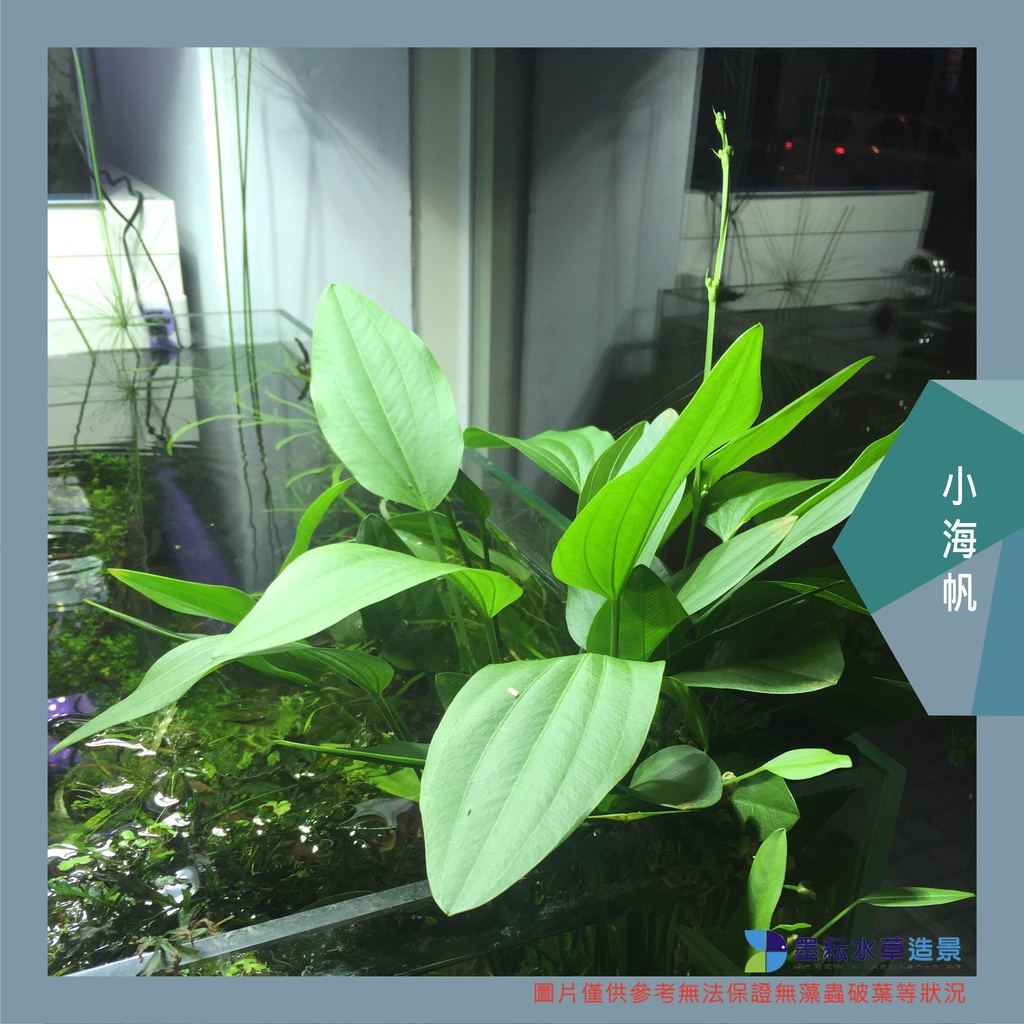 墨耘水草 小海帆 水上葉 1株 50元皇冠後景新手級不需co2 陰性草 蝦皮購物