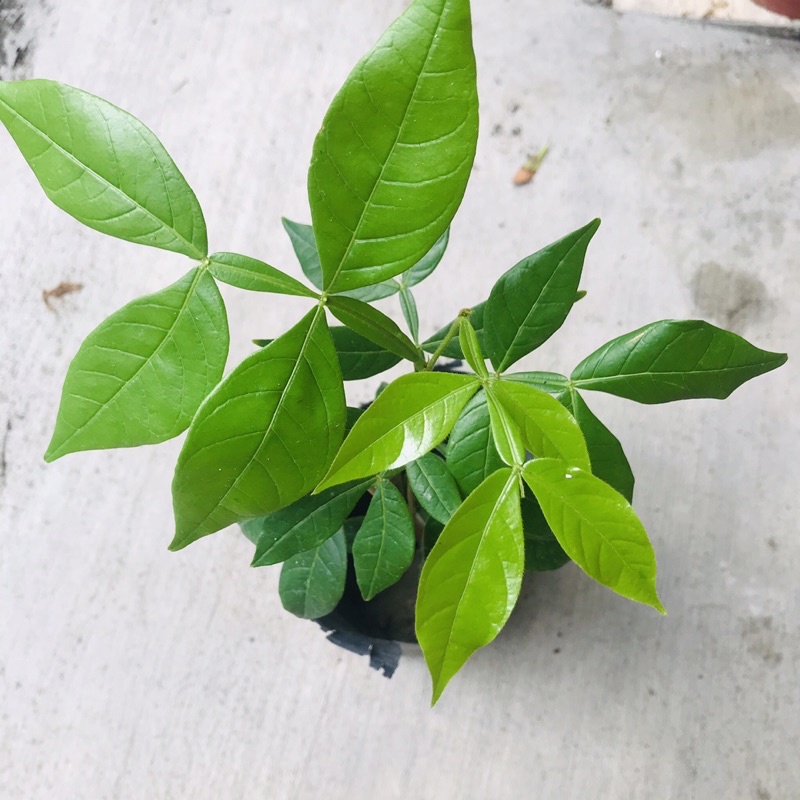 植物出售大刀冰淇淋豆大莢冰淇淋豆實生苗限量三株 無花果阡插苗限量一株 蝦皮購物