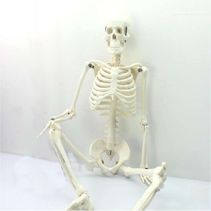 (ENOVO-174) 美術藝用醫學標準85CM人體骨骼模型骨骼骨架教學模型