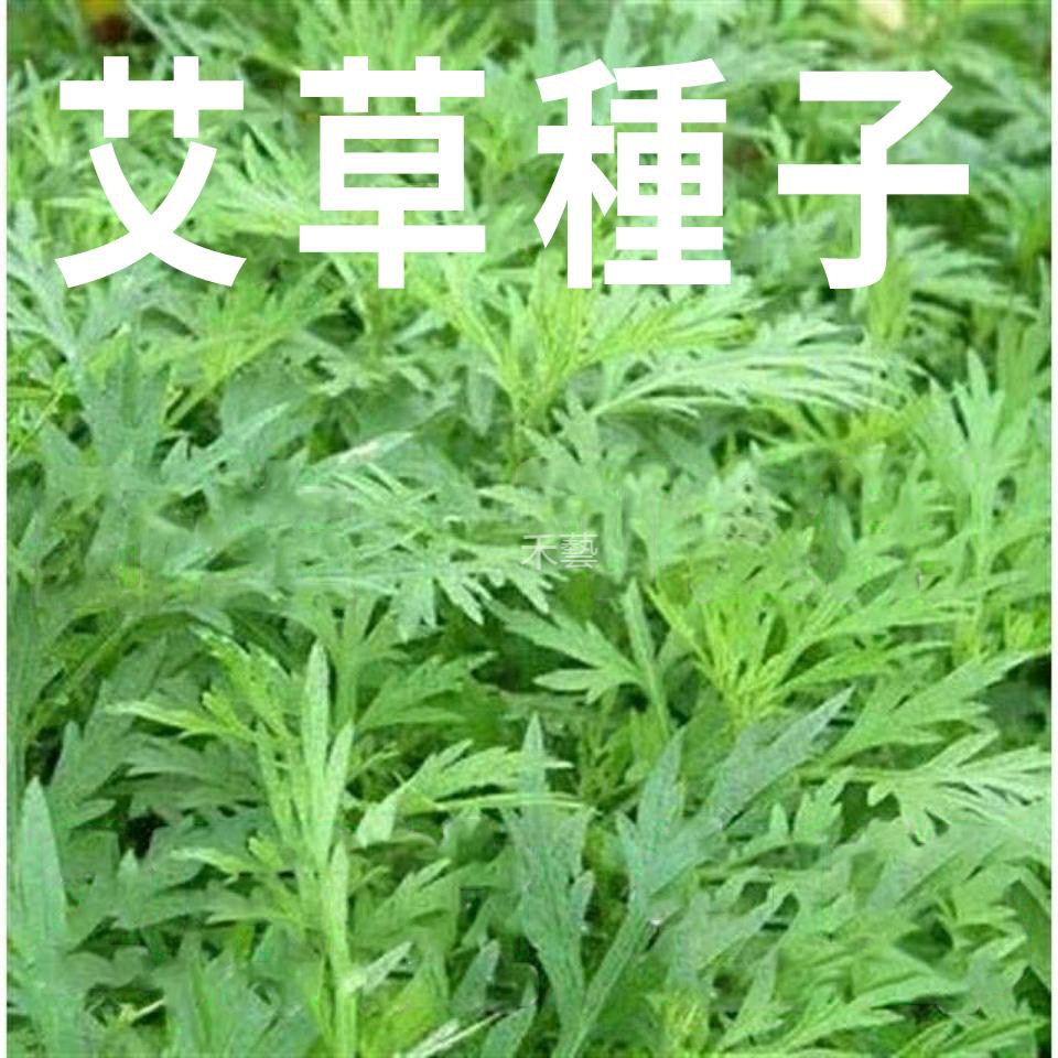 禾藝艾草種籽大葉艾草種子小葉艾草種子兩用艾草種子四季種植艾蒿艾葉種子 蝦皮購物