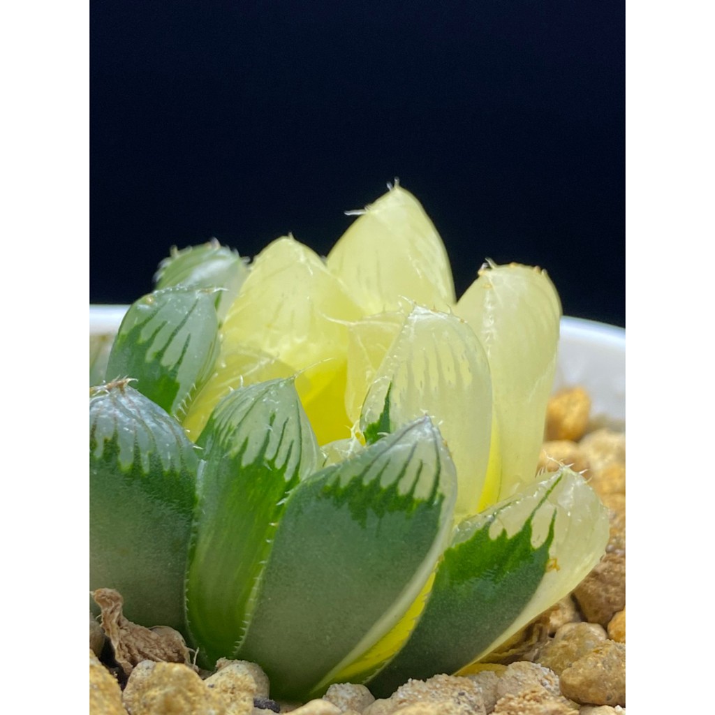 百合科 ハオルチア Haworthia 夏祭オブツーサ錦n19 蝦皮購物