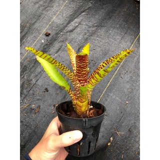 漫活雨林 Neoregelia Popoki 細密老虎紋 /五彩積水鳳梨/積水鳳梨/觀賞/園藝