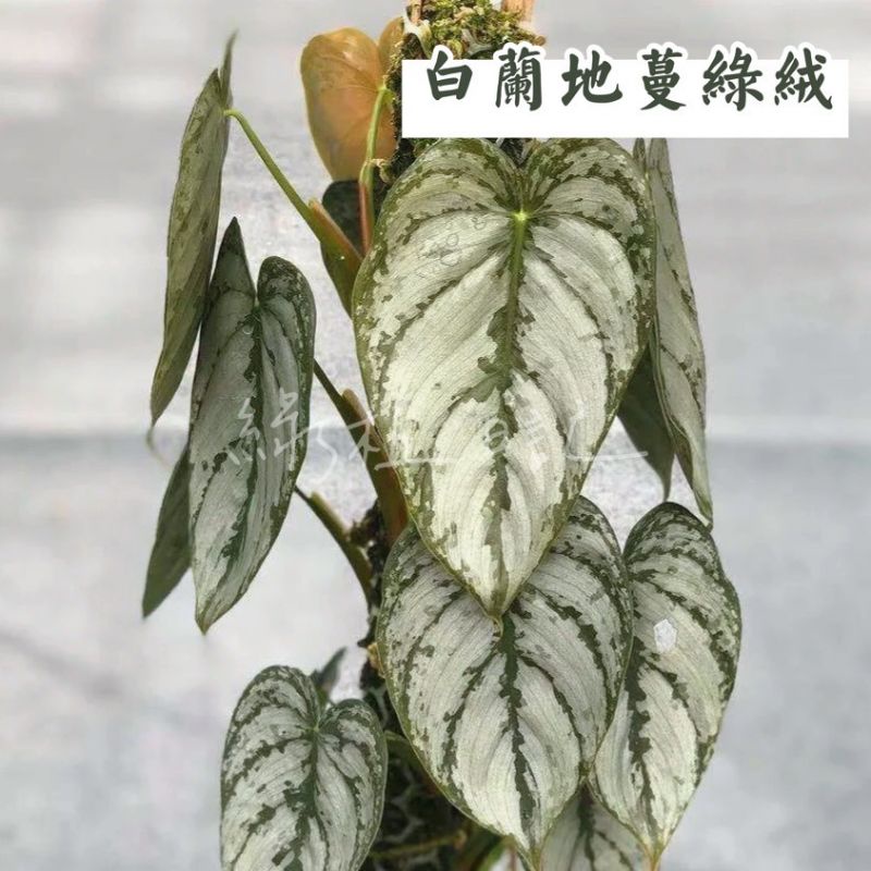 | 綠植日記 | 白蘭地蔓綠絨/Philodendron Brandtianum/觀葉植物/3吋/5吋