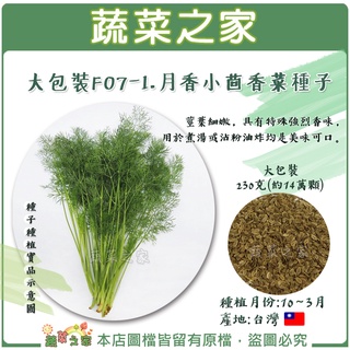 【蔬菜之家滿額免運】大包裝.月香小茴香菜種子230克(客家香菜)