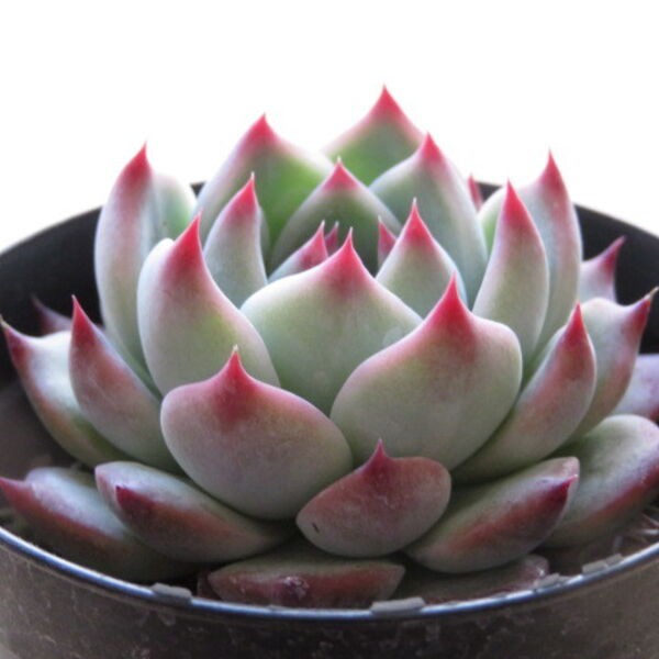開心農元 種子 多肉植物種子唇炎之宵echeveria Chihuahuaensis Ruby Blus 蝦皮購物