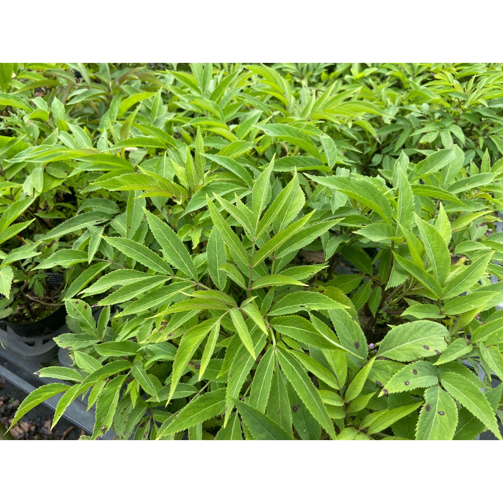 (木莯工作室) 冇骨消:冇骨消為台灣特有種，可說是本土固有植物中招蜂引蝶最重要的蜜源植物.