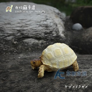 【AC草影】重彩系列 白化蘇卡達【一隻】路龜模型 水族擺設 烏龜公仔 魚缸裝飾 水族飾品 陸龜擺件