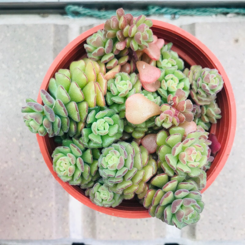 多肉植物 毛小玉 3吋爆盆一物一拍 蝦皮購物
